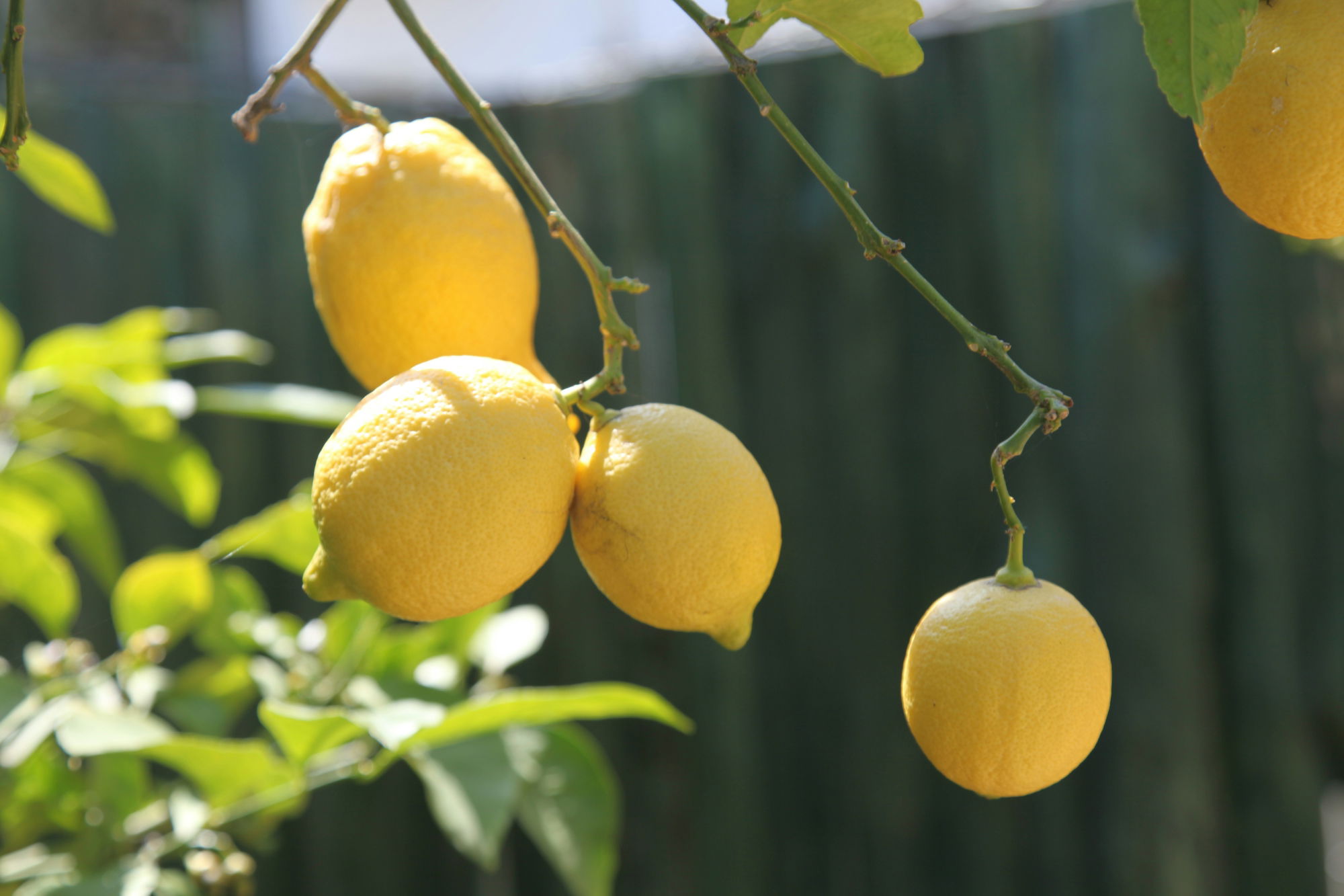 a-group-of-lemons-on-a-tree.jpg a group of lemons on a tree